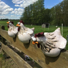 Luxury Garden Chicken™ | Roliga kycklingar trädgårdsdekoration